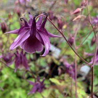 Aquilegia oxysepala kansuensis